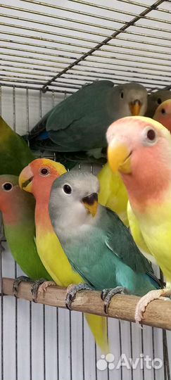 Попугай неразлучники