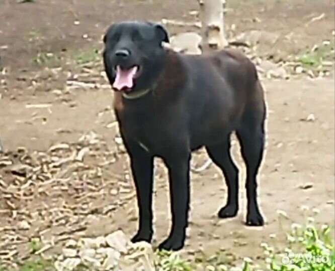 Собака в добрые руки отдам бесплатно щенки