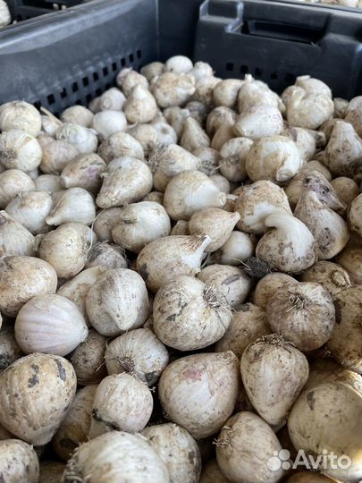 Чеснок коллекционный