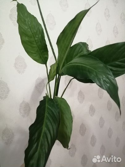 Спатифиллум, Карисса