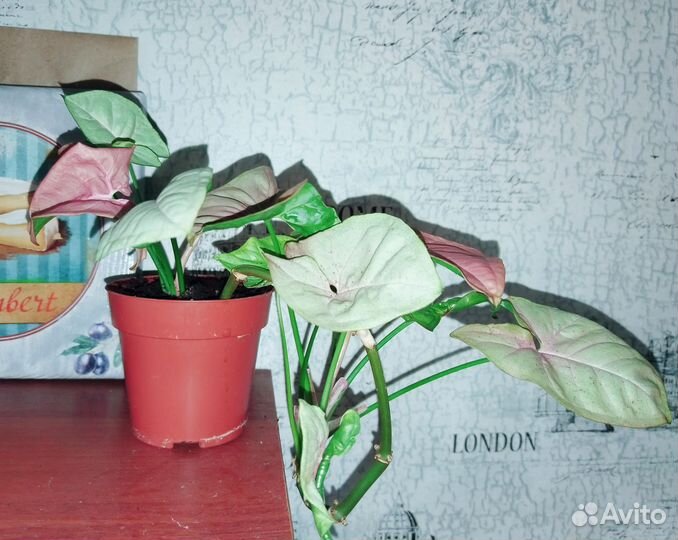 Сингониумы