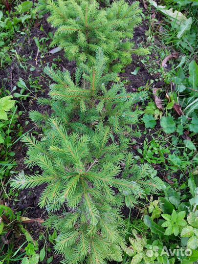 Елочки для посадки