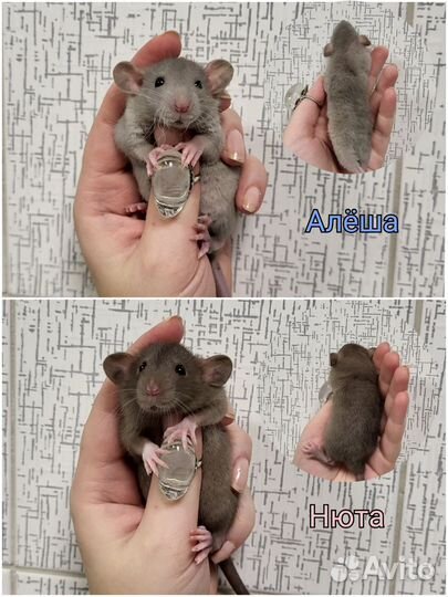 Крысята дамбо