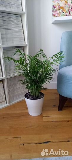 Хамедорея Элеганс 60 см