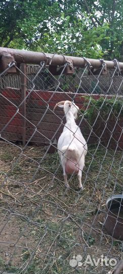 Коза дойная