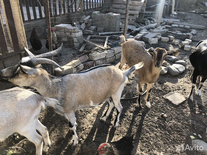 Возможен обмен