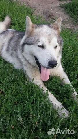 Аляскинский маламут