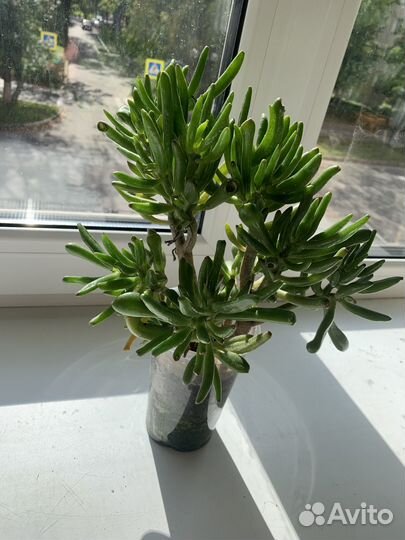 Крассула хоббит денежное дерево