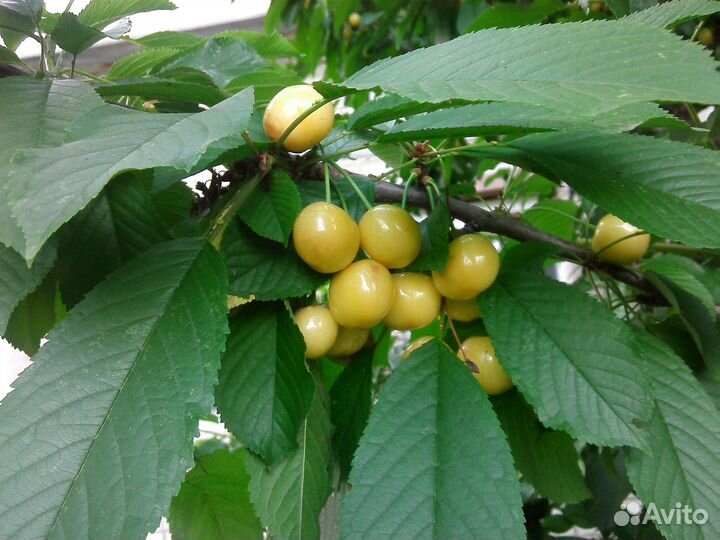 Черенки для прививки