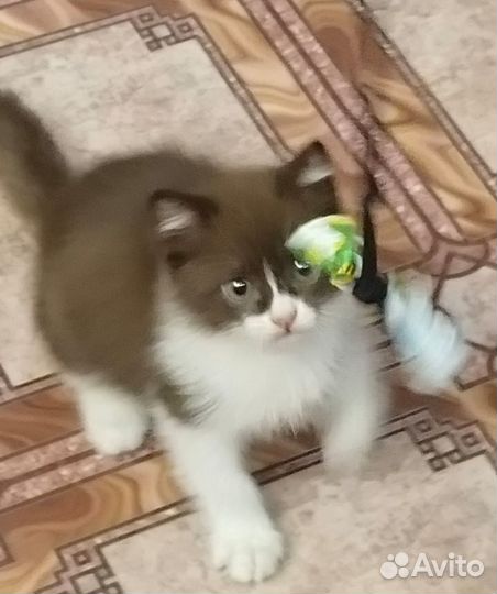 Котенок красавчик мальчик