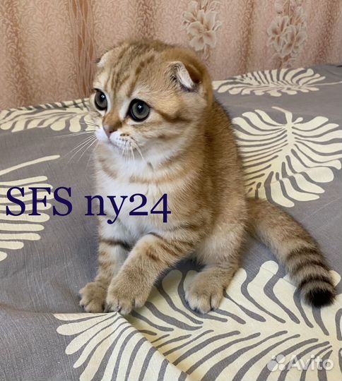 Вислоухий шотландский котёнок