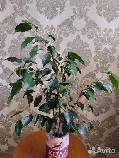 Фикус бенджамина