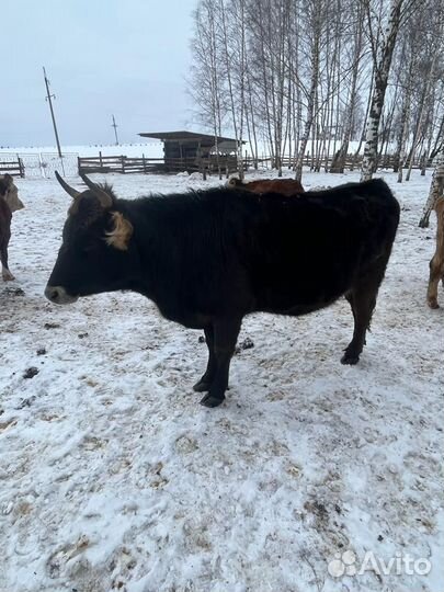 Коровы дойные, тёлки