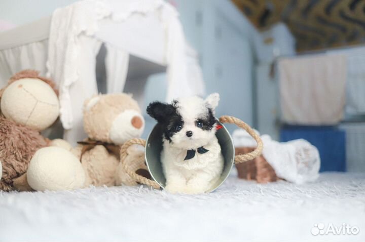 Micro пудель Корея