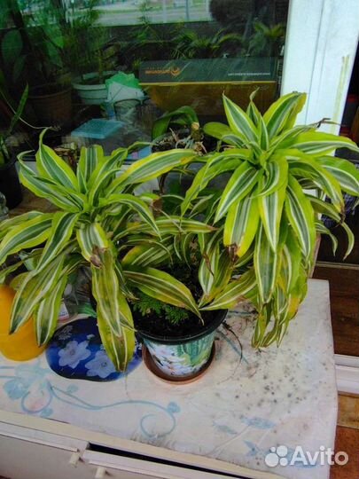 Цветы комнатные