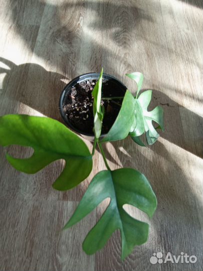 Монстера Минима