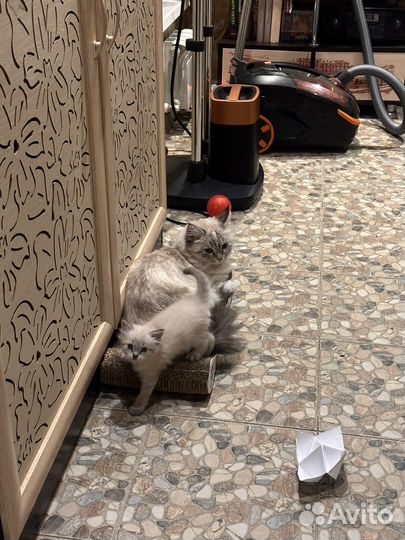 Котенок невской маскарадной