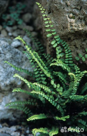 Мини-папоротник кочедыжник детки
