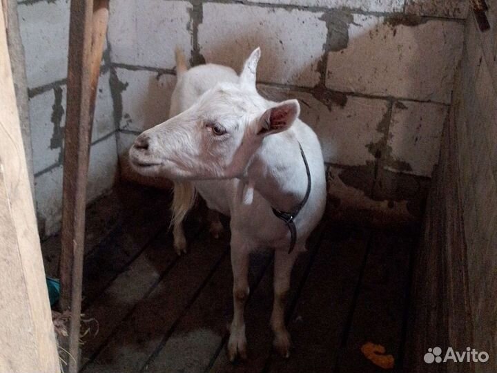 Коза дойная чешская