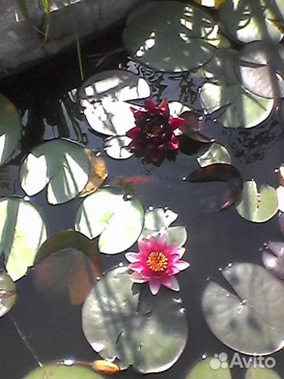 Саженцы винограда и нимфеи, плодовые и декоративн