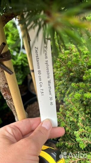 Сосна Мартхам на штамбе