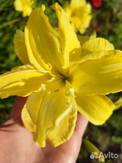 Лилейник желтый