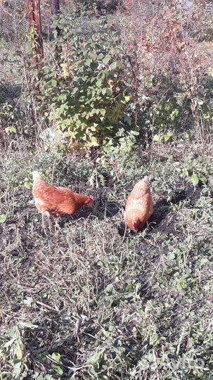 Продам Куры-несушки