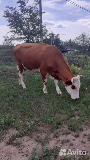 Продам корову