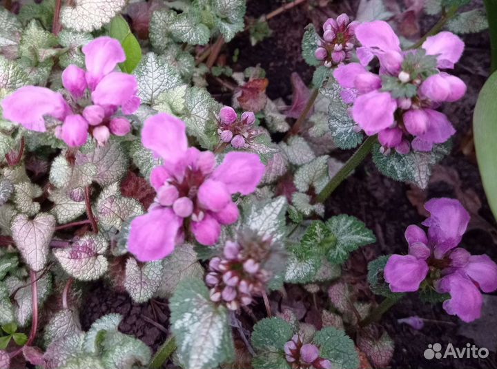 Почвопокровники