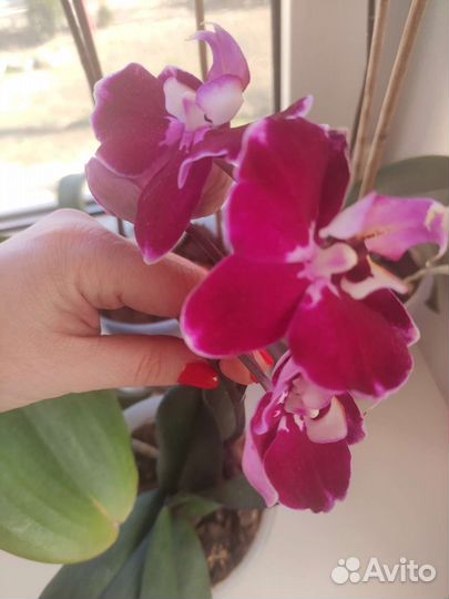 Орхидея фаленопсис
