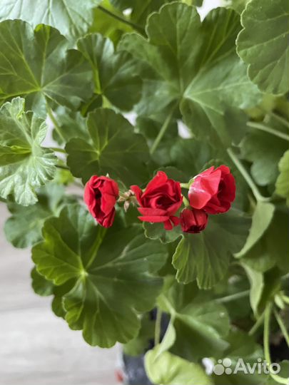 Пеларгония герань