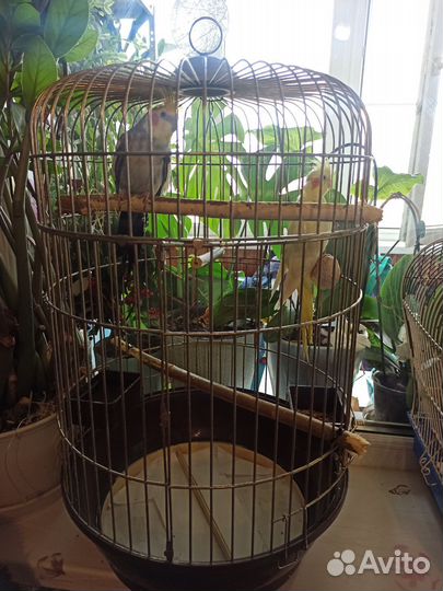 Попугаи корелла пара мальчик девочка с клеткой