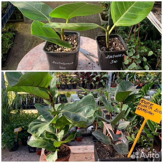 Фикус альтиссимо, бенжамина, пумила из питомника р