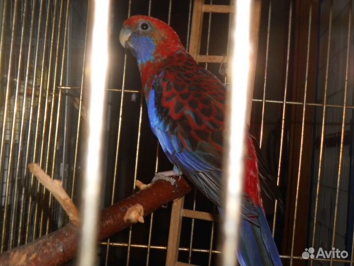 Пеннантовая розелла