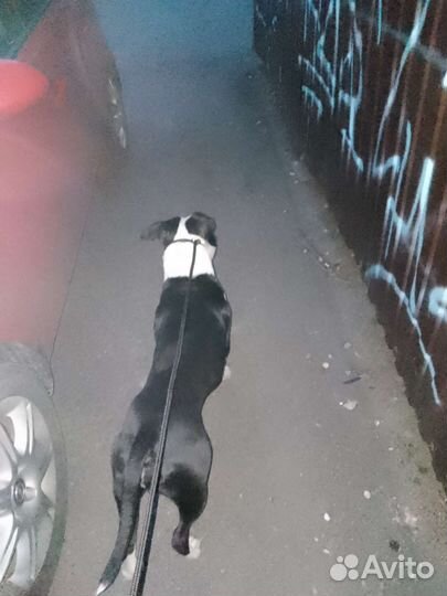 Поводок контроллер/удавка