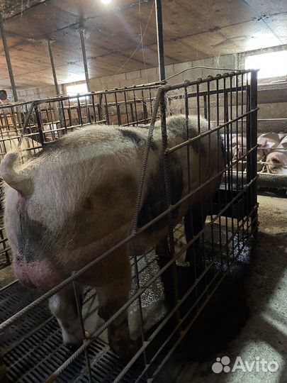 Хряки чтстопородные