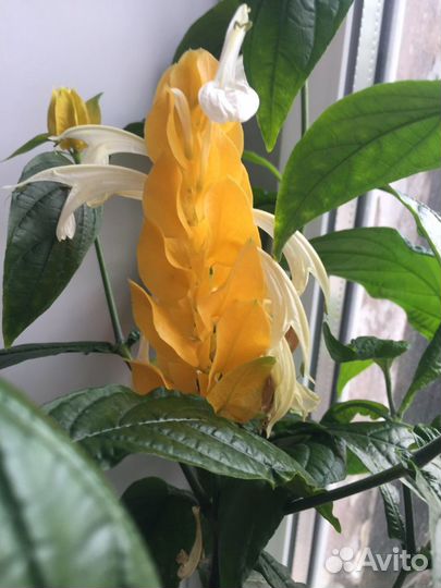 Пахистахис Комнатные растения