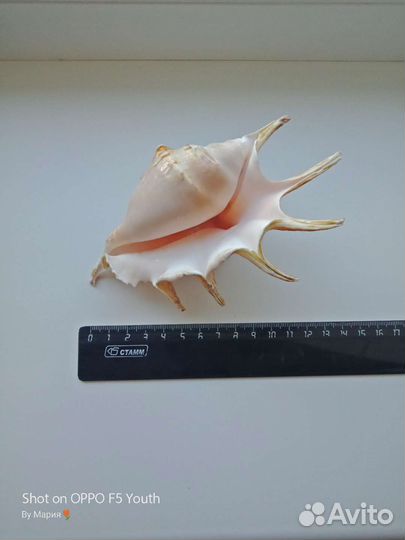 Ракушка морская