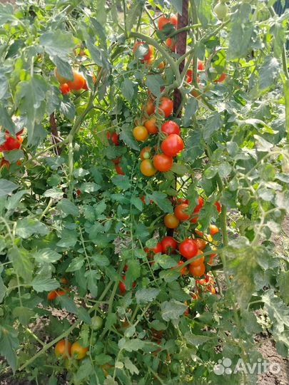 Помидоры