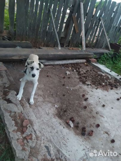 Собака в добрые руки