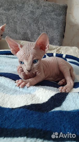 Канадский сфинкс котенок мальчик