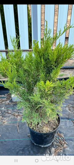 Можжевельник