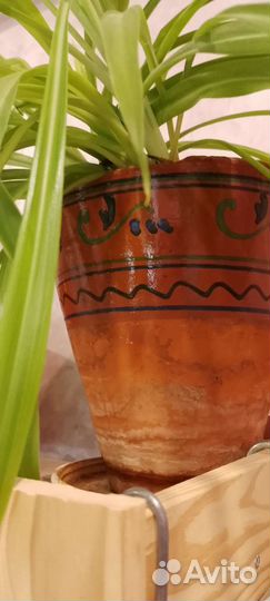 Цветы хлорофитум и монстера