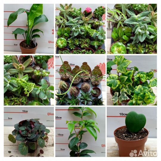 Комнатные растения в ассортименте