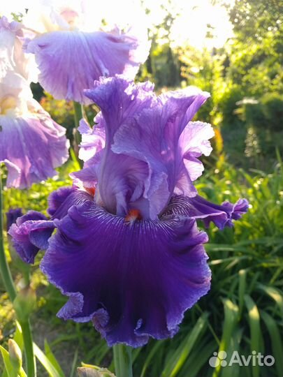 Ирисы бородатые сортовые
