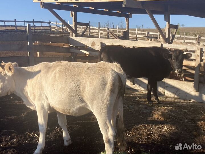 Корова телята и бычки