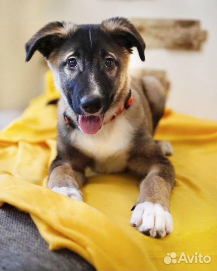 Фотограф для животных