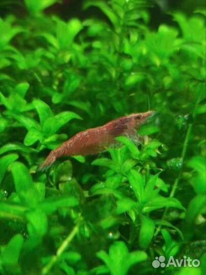 Креветки Амано и Вишни аквариумные