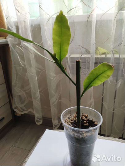 Эпифиллум. Царица ночи