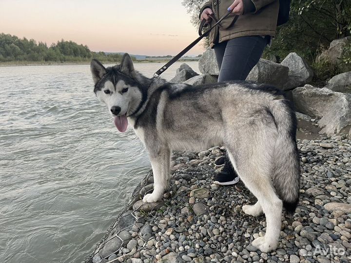Красавец хаски ищет девочку для случки